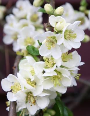 Chaenomeles speciosa 'Nivalis'